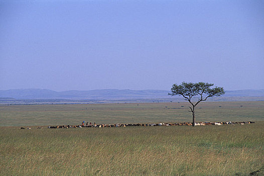 肯尼亚,马赛马拉,草地,马萨伊,放牧,牛