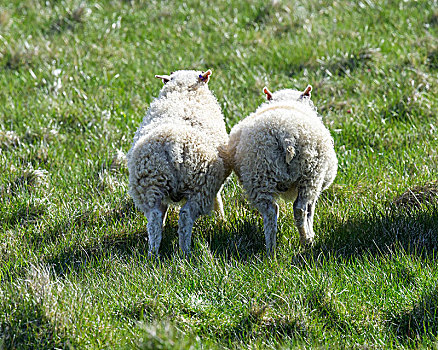 两个,幼兽,绵羊,跑,后视图,半岛,冰岛,欧洲