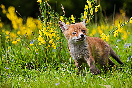 红狐,狐属,幼仔,花,诺曼底,法国