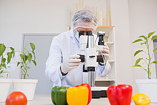 食物,科学家,看穿,显微镜