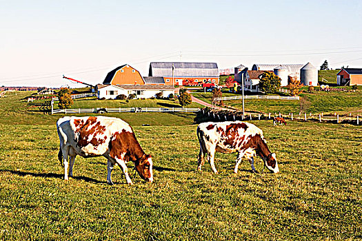格恩西岛,乳业,母牛,爱德华王子岛,加拿大