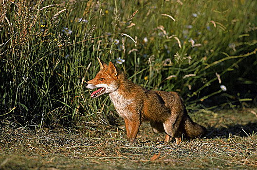 红狐,狐属,草地,诺曼底