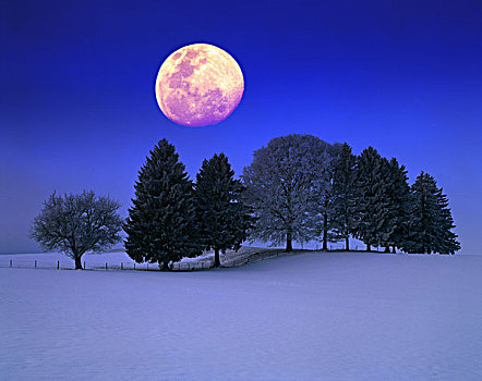 风景,树,月亮,冬天,夜晚