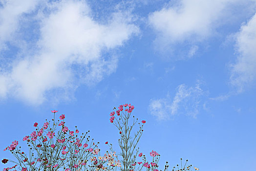 花,波斯菊