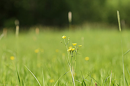 野外,清新,草,地点,特写