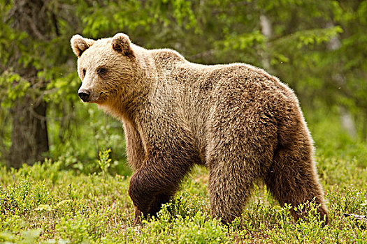 棕熊,熊,成年,站立,针叶林带,树林,芬兰,欧洲