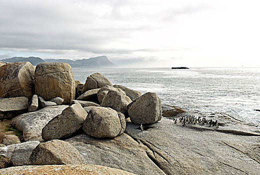 企鹅,漂石,海滩,岬角,半岛,西海角,开普省,南非