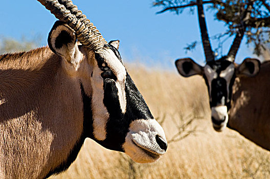 南非大羚羊,羚羊,卡拉哈迪大羚羊国家公园,卡拉哈里沙漠,北开普,南非,非洲