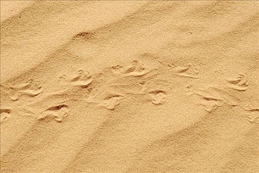 蜥蜴,轨迹,上方,风,波纹,沙漠,沙子,撒哈拉沙漠,阿尔及利亚,北非