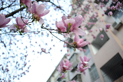 居民楼背景下清新通透的粉色广玉兰花树