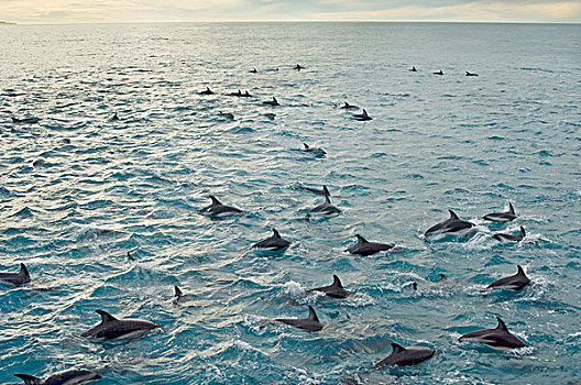 微暗,海豚,大,水面急行,南岛,新西兰