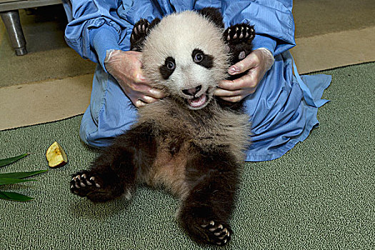 大熊猫,幼兽,医学检查,中国