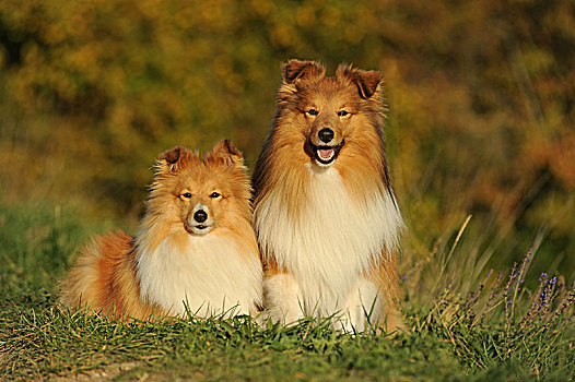 喜乐蒂犬,设得兰牧羊犬,雄性,雌性,靠近,相互,草地,德国,欧洲
