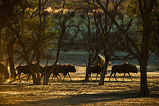 蓝角马,牧群,晨光,卡拉哈迪大羚羊国家公园,北开普,南非,非洲