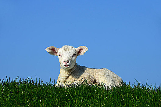 诞生,羊羔,家羊,绵羊,石荷州,德国,欧洲
