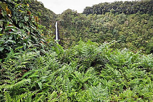 夏威夷,美国,阿卡卡瀑布,悬崖,遮盖,雨林,植物