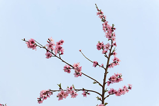 蓝色天空背景下的春天里盛开的桃花枝条