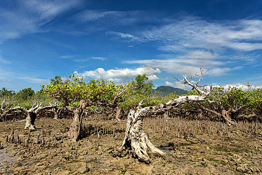 红树林,树,北苏拉威西省,印度尼西亚