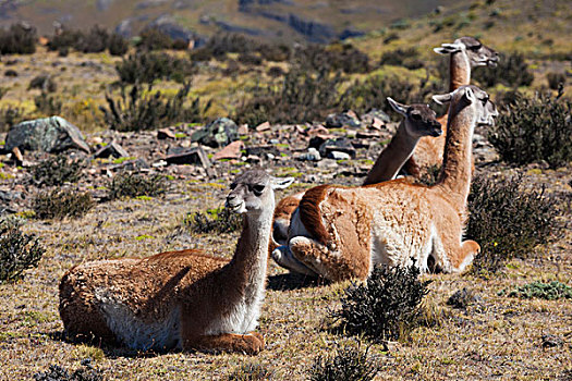 智利,麦哲伦省,区域,托雷德裴恩国家公园,原驼