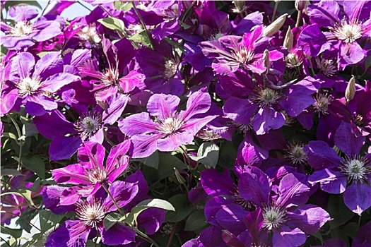 紫罗兰,铁线莲,花