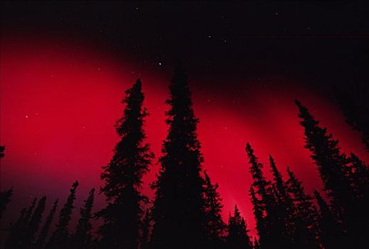 红色,北极光,上方,北方针叶林,阿拉斯加
