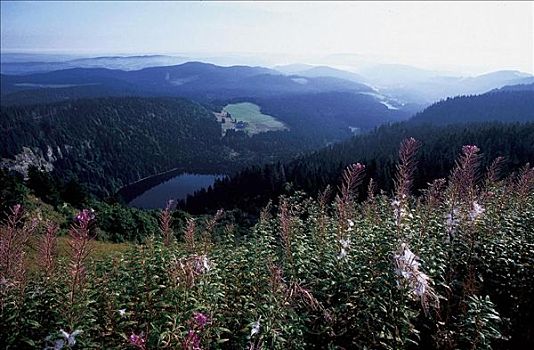 湖,全景,山顶,黑森林地区,巴登符腾堡,德国,欧洲