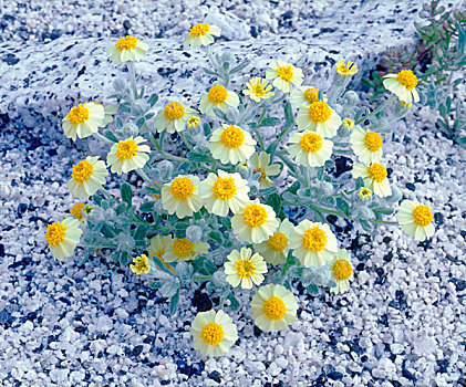 美国,加利福尼亚,安萨玻里哥沙漠州立公园,雏菊,野花,画廊