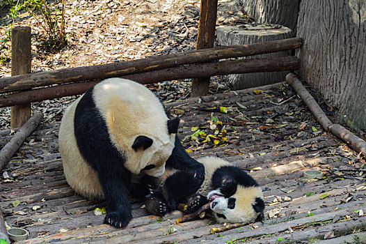 四川成都,熊猫基地憨态可掬的大熊猫
