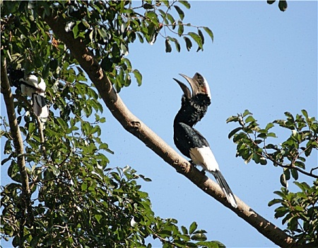 犀鸟,乌干达