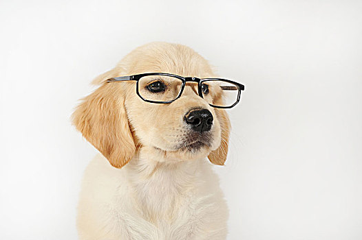 金毛猎犬,小狗,7星期大,头像,眼镜