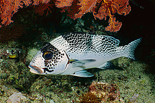 斑点,甜唇鱼,吉利群岛,印度尼西亚