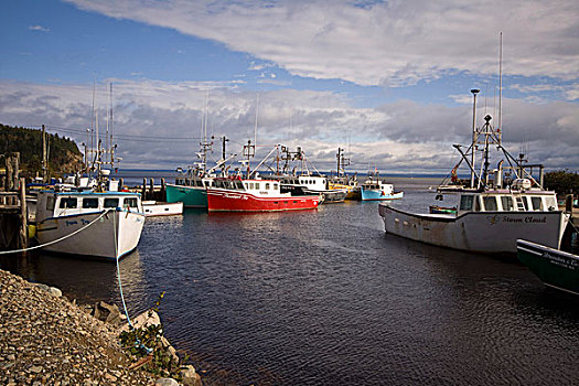 渔船,港口,新布兰斯维克,加拿大