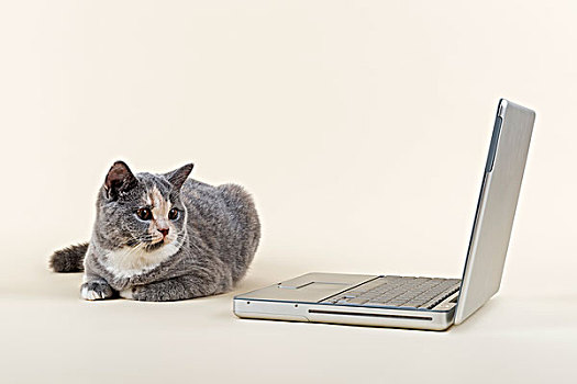 英国短毛猫,小猫,6个月,蓝色,卧,正面,笔记本电脑