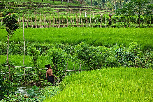工人,稻米梯田,印度尼西亚