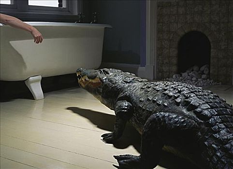鳄鱼,浴室