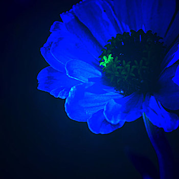 蓝光与花