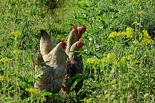 鸡,养殖,乡村,绿色