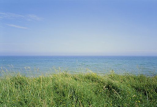 草,海洋,背景