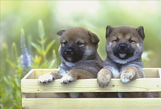 特写,两个,小狗,木盒