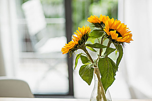 花瓶,向日葵,客厅