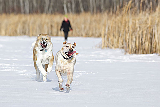 两只,狗,跑,雪中,树林,曼尼托巴,加拿大