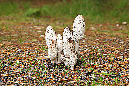 蘑菇,鸡腿菇