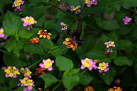 蝴蝶与花,五色梅