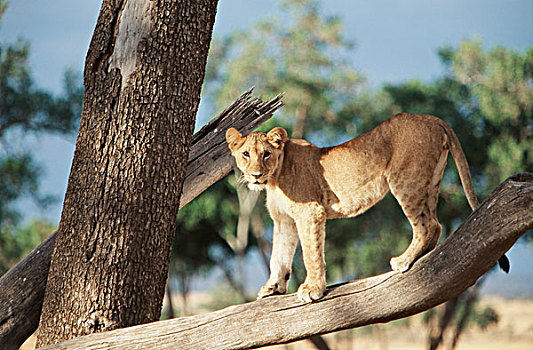 肯尼亚,马赛马拉,幼兽,雄性,狮子,树上,大幅,尺寸