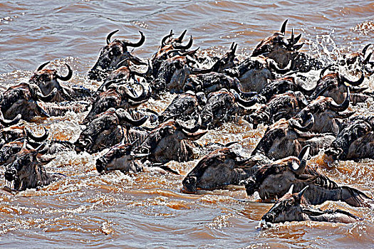 角马,游泳,马拉河,迁徙,塞伦盖蒂国家公园,坦桑尼亚北部,马赛马拉国家保护区