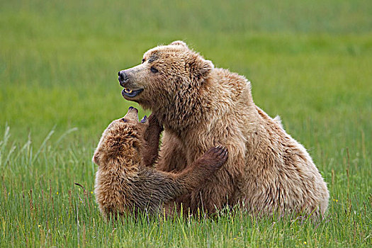 大灰熊,棕熊,母亲,玩,幼兽,克拉克湖,国家公园,阿拉斯加