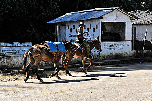 骑手,马,途中,靠近,西恩富戈斯,古巴,大安的列斯群岛,加勒比海,中美洲,北美