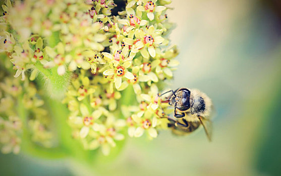 蜜蜂,花