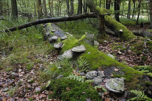 蘑菇,老,木头,德国