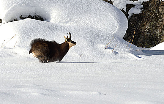 岩羚羊,冬天